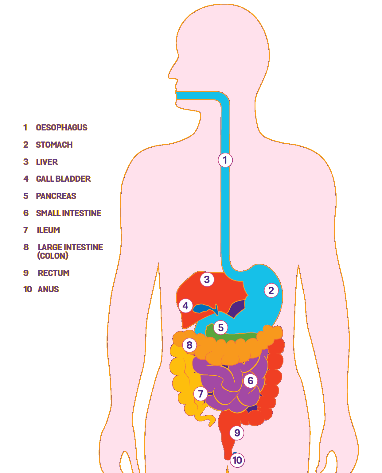 Label Parts Of The Digestive System Labelled Diagram | Images and ...